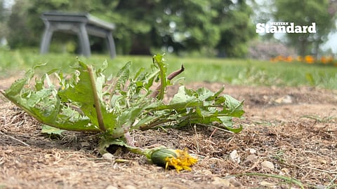 A dead weed outside of the Alberta legislature building.