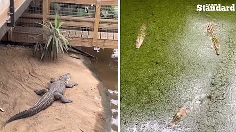 Crocodile enclosure at Johnsons of Old Hurst Zoo
