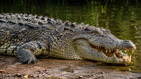 Crocodile