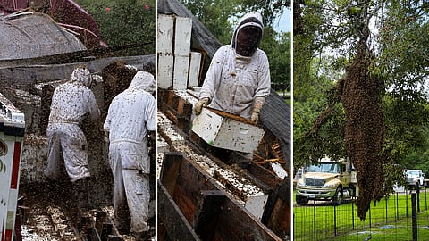 Bees