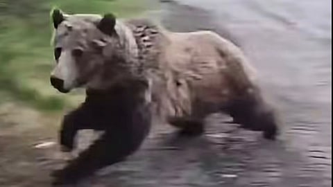 A screenshot from a video of a grizzly bear attempting to attack a woman and her dog. 