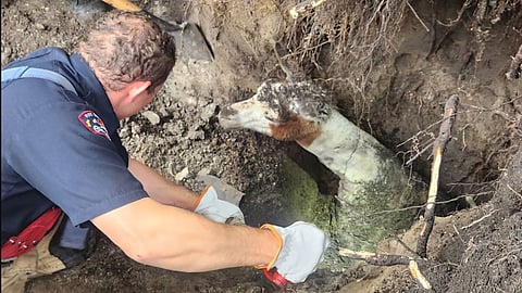 A young llama named Runner is back on solid ground after Edmonton firefighters mounted a specialized rescue operation Sunday morning to pull the animal from a three-metre-deep sinkhole in northeast Edmonton.