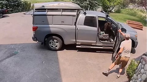A Colorado man got the surprise of his life when he opened the door of his pickup truck and discovered a bear sitting behind the wheel.