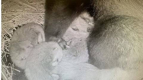 Three endangered red panda cubs have been born at the Wilder Institute’s Calgary Zoo, marking a significant conservation success for the facility and its animal care team.
