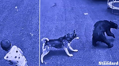 ‘Hero’ husky takes on charging bear to save young boy