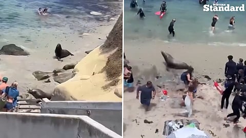 Two massive sea lions charged through La Jolla Cove in San Diego