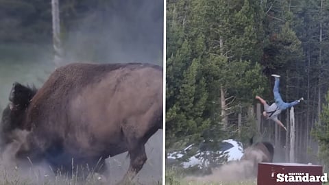 Bison hurls tourist 8 feet into the air in Yellowstone National Park