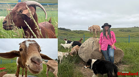 Goat Grazing, Nose Hill Park