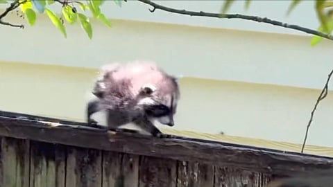 Jimothy the disabled Seattle racoon is going viral