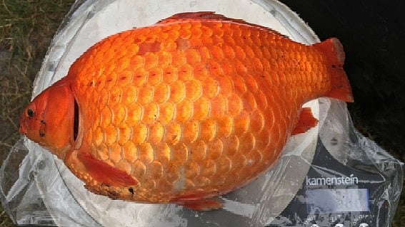 Alberta's $100,000 Goldfish