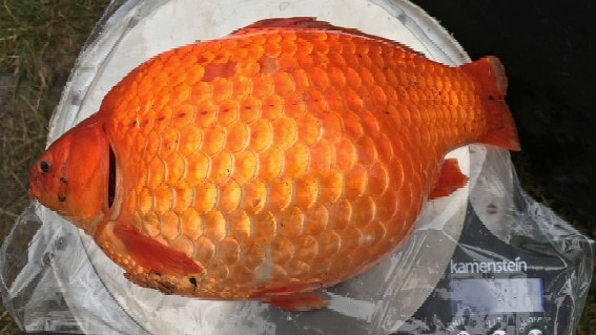 Alberta's $100,000 Goldfish