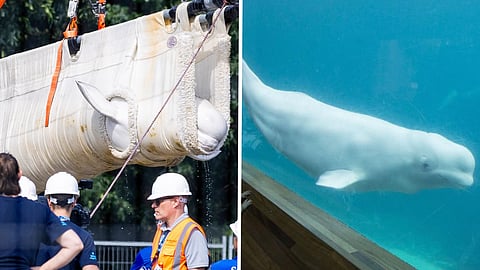 The first six beluga whales have begun leaving Marineland as part of a major international relocation effort
