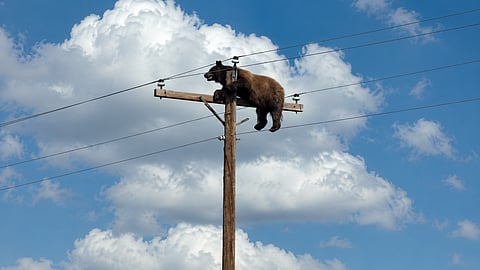 A black bear perched high atop a utility pole in New Mexico 