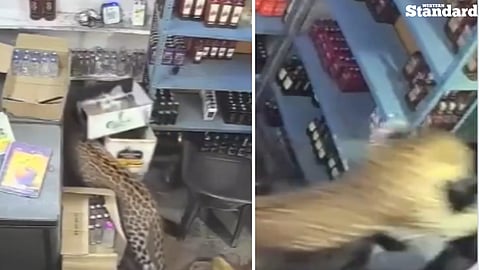 A leopard entered a liquor store in India's Rajasthan state and attacked two workers 