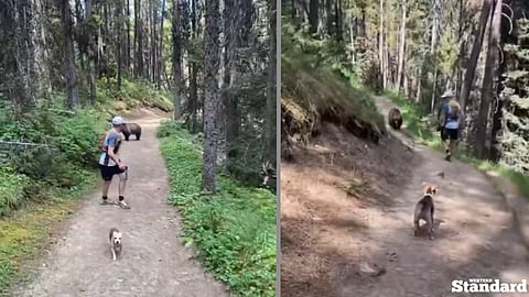 Hikers charged after video shows off-leash dog approaching grizzly bear in Banff