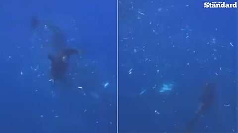 A group of orcas has been filmed using a newly documented feeding behavior known as "ram-to-fragment.''