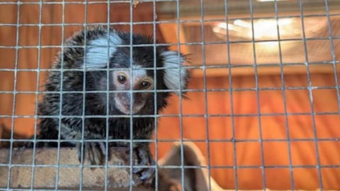 Marmoset, named Oyster, was discovered after being left inside a small cage hidden within a laundry bag on a Route 302 bus in northwest London.