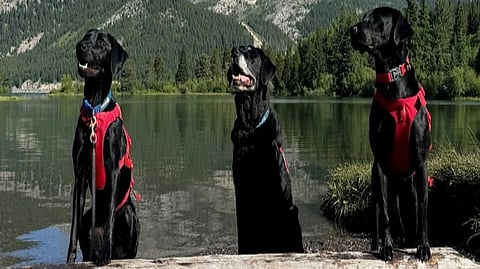 Left to right: Conservation K-9s Winnie, Hilo and Jane