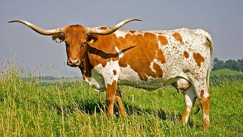 Texas longhorn cow