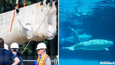 Seven more beluga whales have been relocated to SeaWorld San Antonio