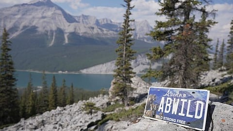 Alberta launches new conservation licence plate featuring bighorn sheep