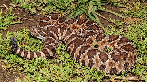 Western Rattlesnake