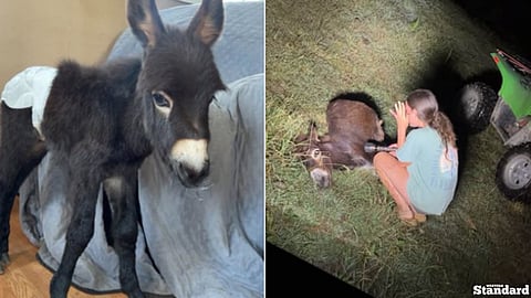 Police shooting of family’s pet donkey 'HeeHaw' under investigation in Georgia