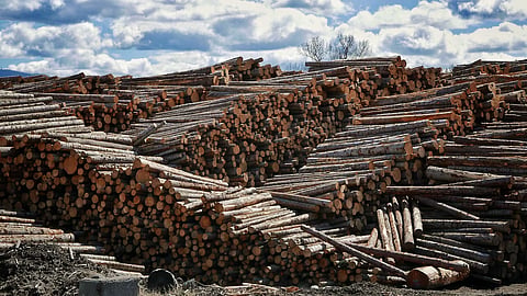 The expenditure is also meant to protect more than 320 existing forestry jobs.