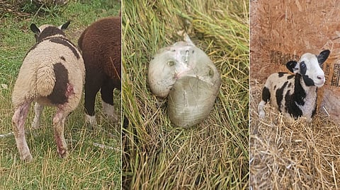 Sandra Creech described the horrific scene she discovered on her typical quiet farm in Wainwright, Alberta. 