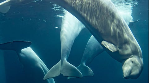 Rain the beluga whale