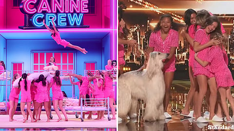 Edmonton’s Acro Canine Crew is officially moving on to the finals of America’s Got Talent.