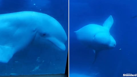 Third Marineland beluga dies at Spain aquarium