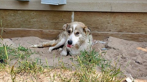 Rescue dog
