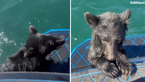 Baby black bear cub 'Boo Boo' rescued from drowning in Okanagan Lake