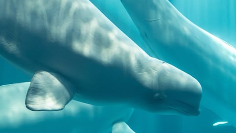 Marineland beluga Osiris