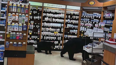WATCH: Mother bear killed by B.C. conservation officers after wandering into Hope pharmacy with cub