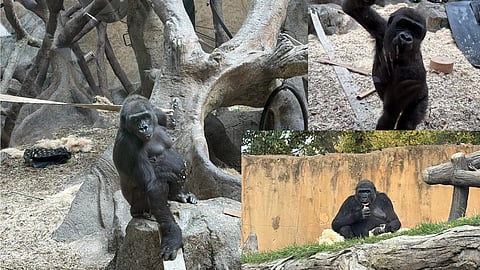 Dossi (left), Calgary Zoo