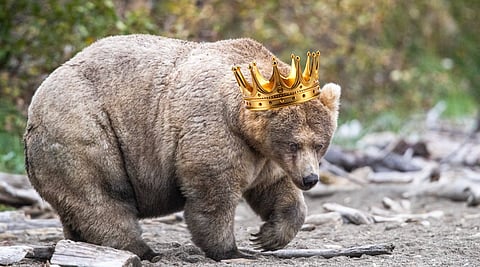 Backpack, new Fat Bear Week winner
