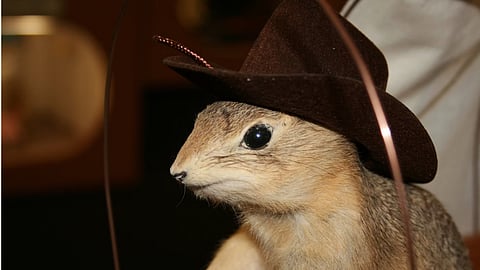 Torrington's World Famous Gopher Hole Museum is shutting down until further notice