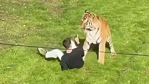 The man who jumped into the tiger enclosure at the Yorkshire Wildlife Park has been identified as William Chapman