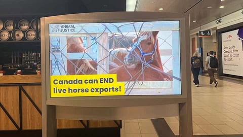 Animal Justice ads at Ottawa International Airport 