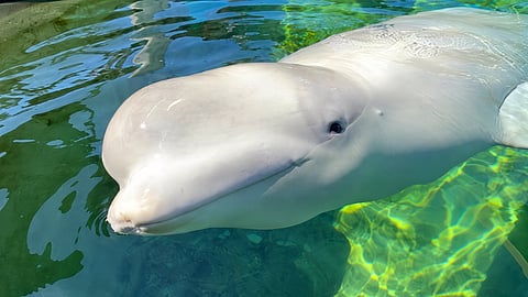 Cyprus the beluga whale