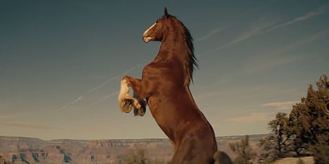 SLOBODIAN: Budweiser’s Clydesdale horse is back, lost customers aren't buying it