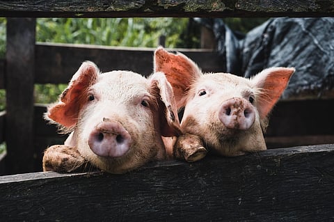 BRINGING HOME THE BACON: Olymel closes hog farms in Alberta and Sask, lays off staff