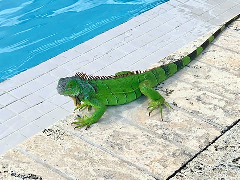 WATCH: Falling iguana knocks out a yogi in Florida