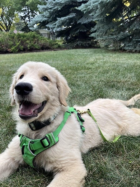 WHERE'S WAVERLY: Calgary police need help in finding stolen golden retriever puppy