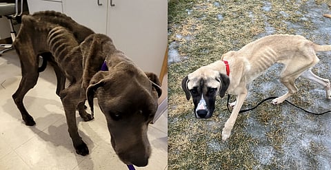 Starving dogs ate blanket and wood to survive, BC SPCA says