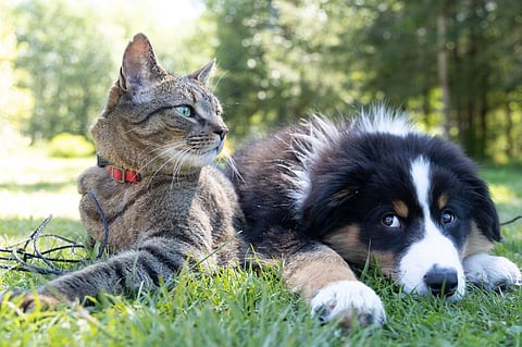 SICK AS A DOG: A third of canine owners think vaccines cause autism