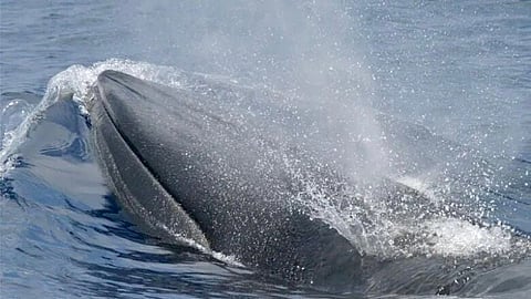 Biden cites rare baleen whale for Gulf oil restrictions