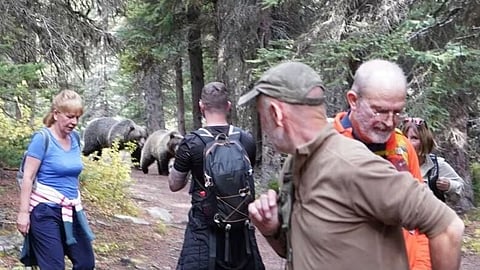 Two grizzlies follow hikers down trail in Banff National Park